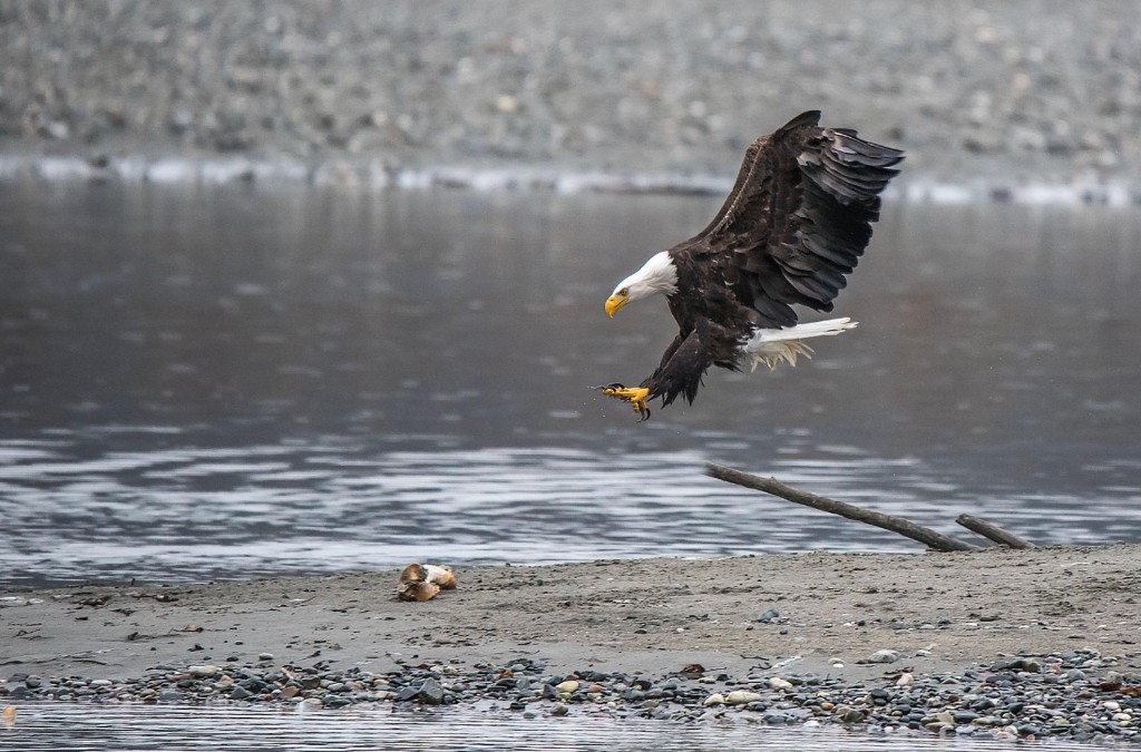 Bald eagles at Chilkat Preserve near Haines Alaska